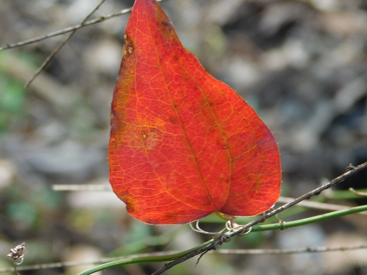 CLOSE-UP OF MAPLE LEAF