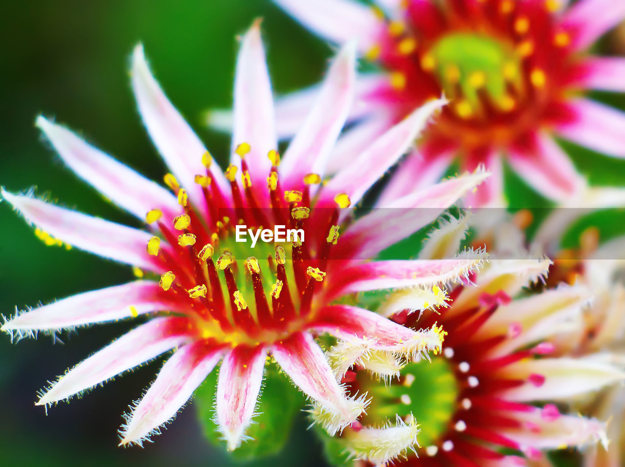 flower, flowering plant, plant, beauty in nature, freshness, close-up, macro photography, fragility, flower head, growth, petal, nature, inflorescence, pollen, no people, outdoors, focus on foreground, selective focus, wildflower, day, botany, springtime, pink, daisy, yellow