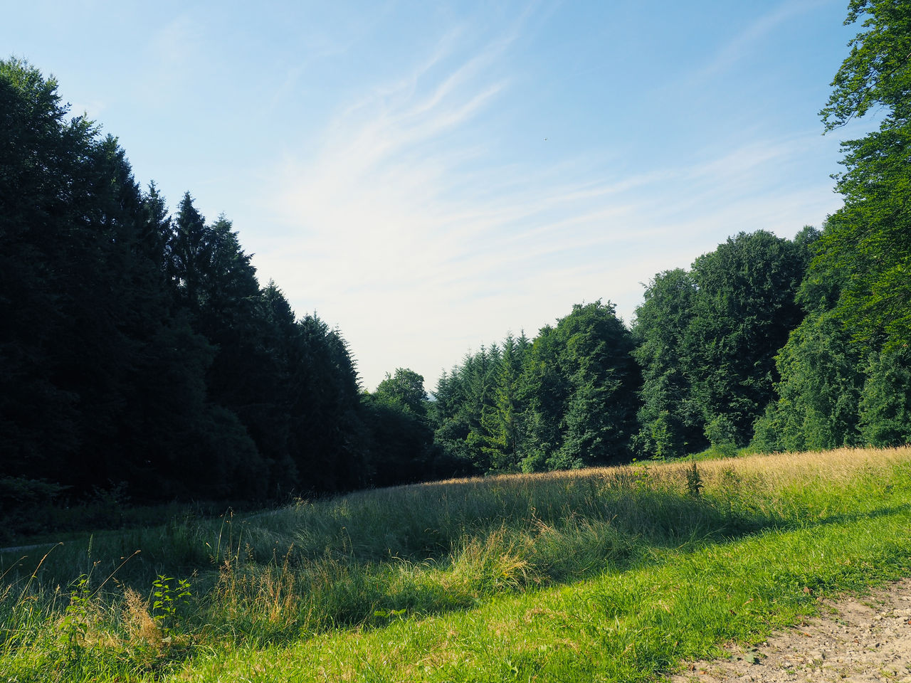 Trees on field against sky