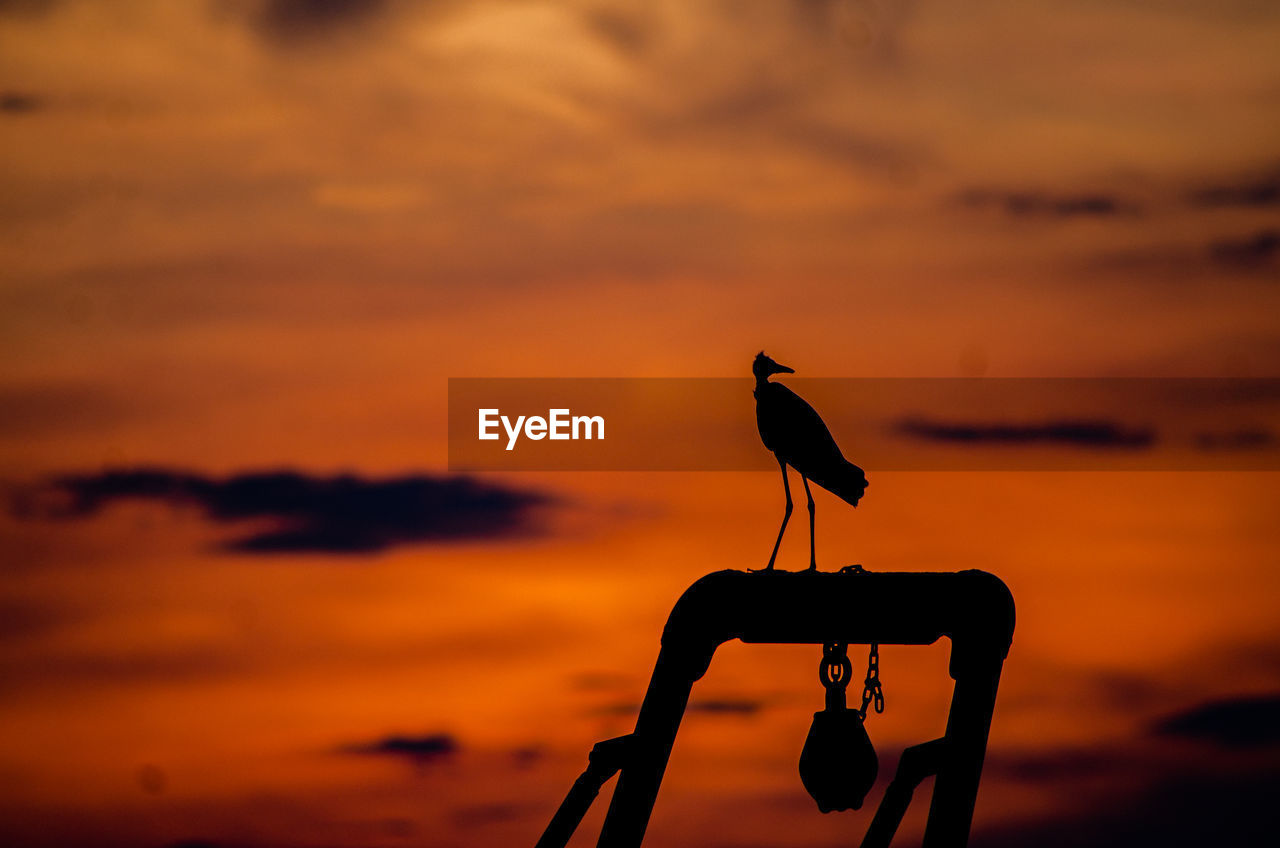 SILHOUETTE BIRD PERCHING ON A ORANGE SUNSET SKY