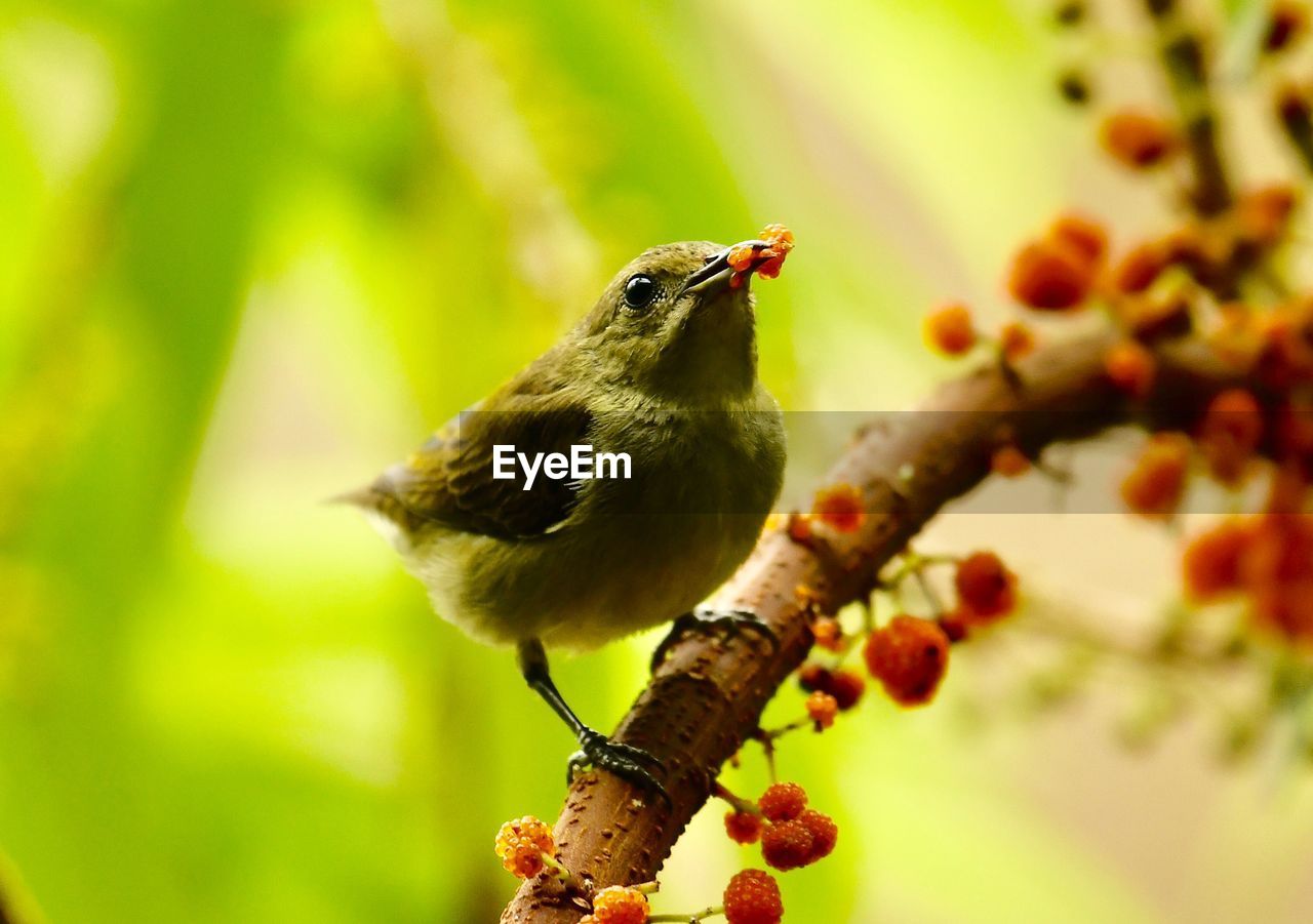 CLOSE-UP OF BIRD PERCHING ON A TREE