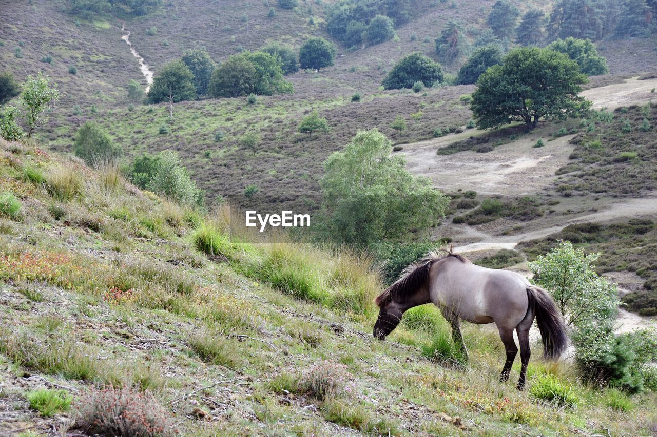 Horse on a hill 