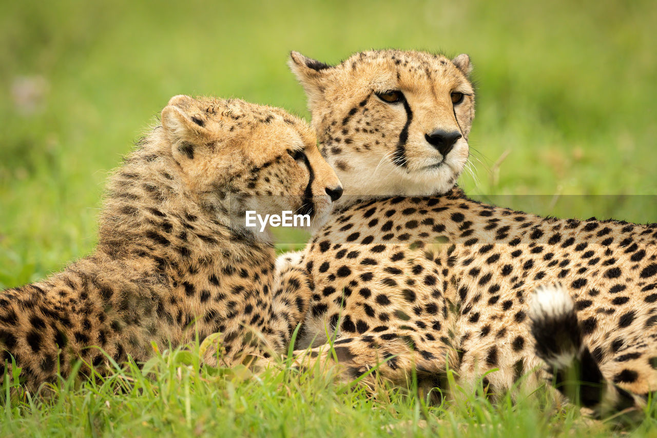 Close-up of cheetah lying with young cub