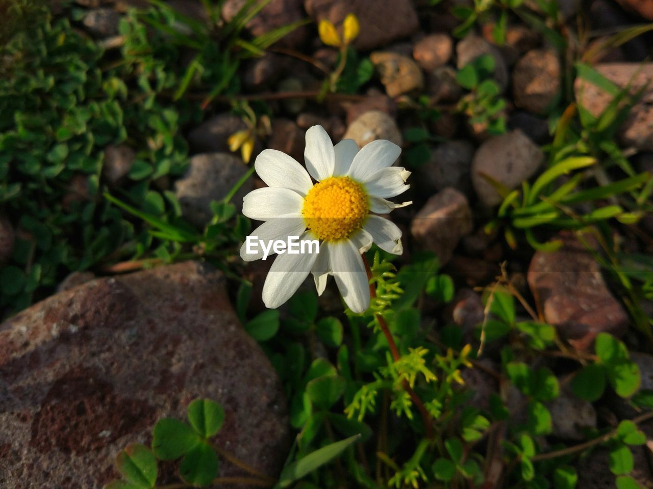 CLOSE-UP OF WHITE DAISY FLOWER