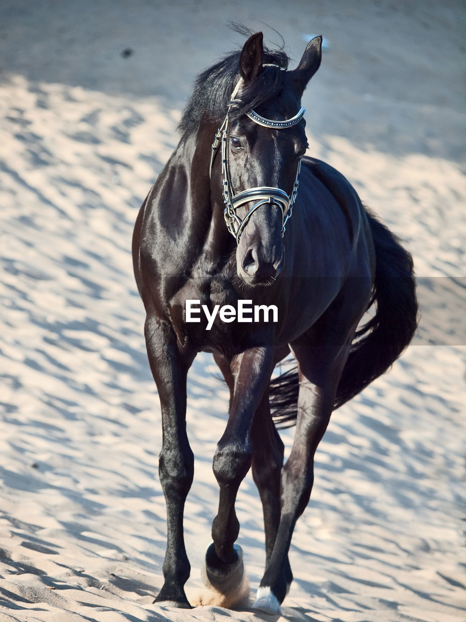 Black horse walking on sand