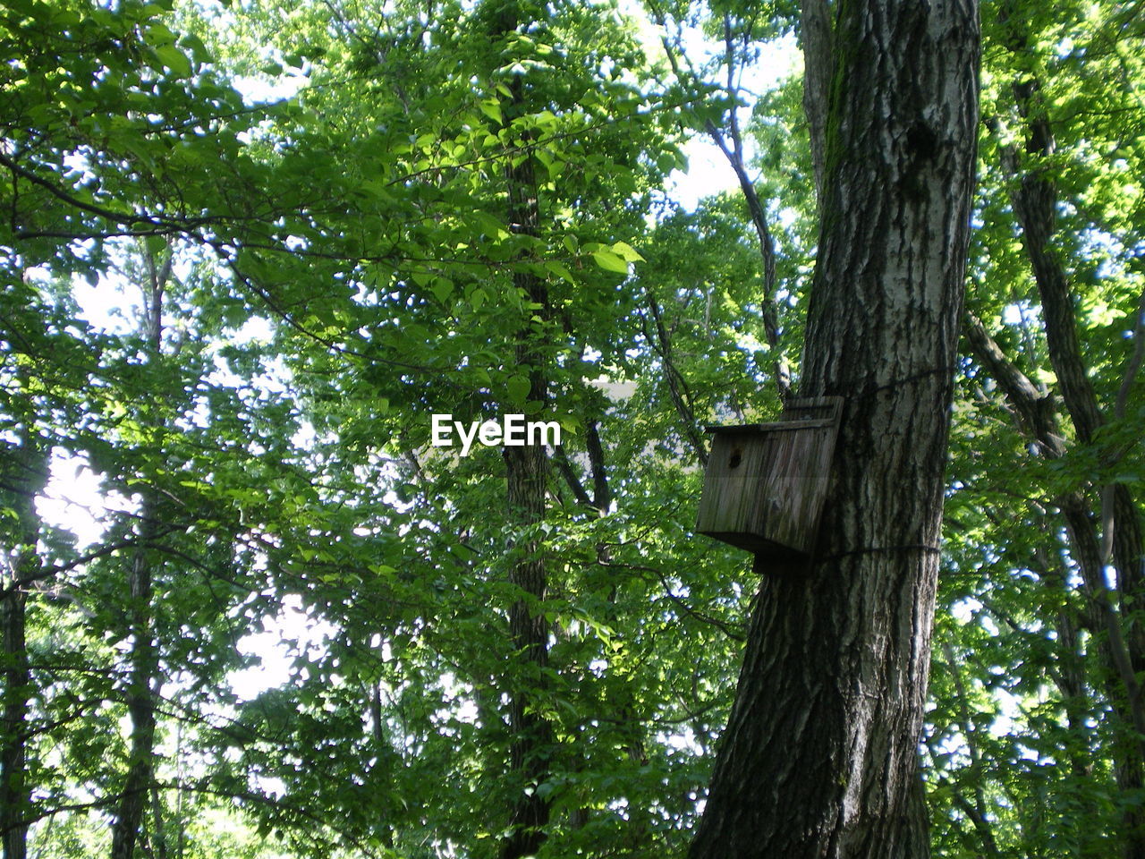 LOW ANGLE VIEW OF TREES IN FOREST