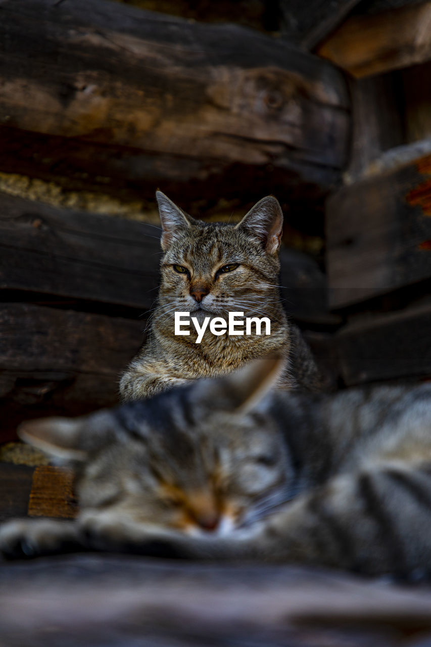 CLOSE-UP PORTRAIT OF CAT RESTING