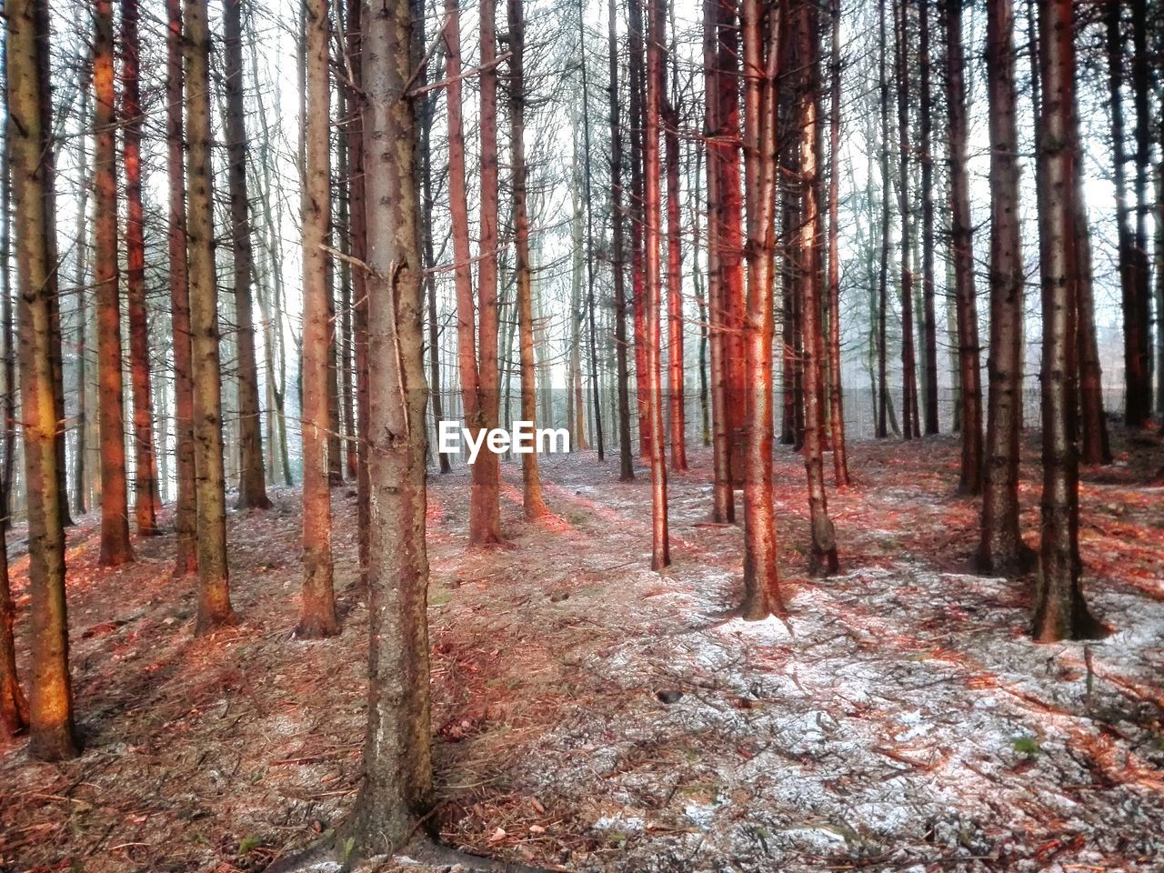 Pine trees in forest during winter