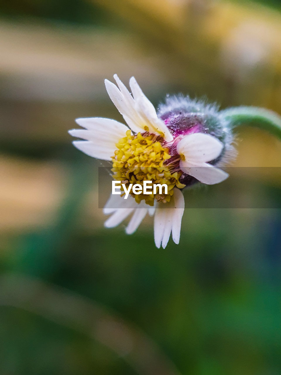flowering plant, flower, plant, freshness, beauty in nature, nature, fragility, close-up, blossom, flower head, petal, macro photography, animal themes, yellow, focus on foreground, animal, animal wildlife, insect, wildflower, inflorescence, pollen, no people, growth, outdoors, macro, white, selective focus, springtime, summer, one animal, green, wildlife, botany, meadow, environment, day, daisy