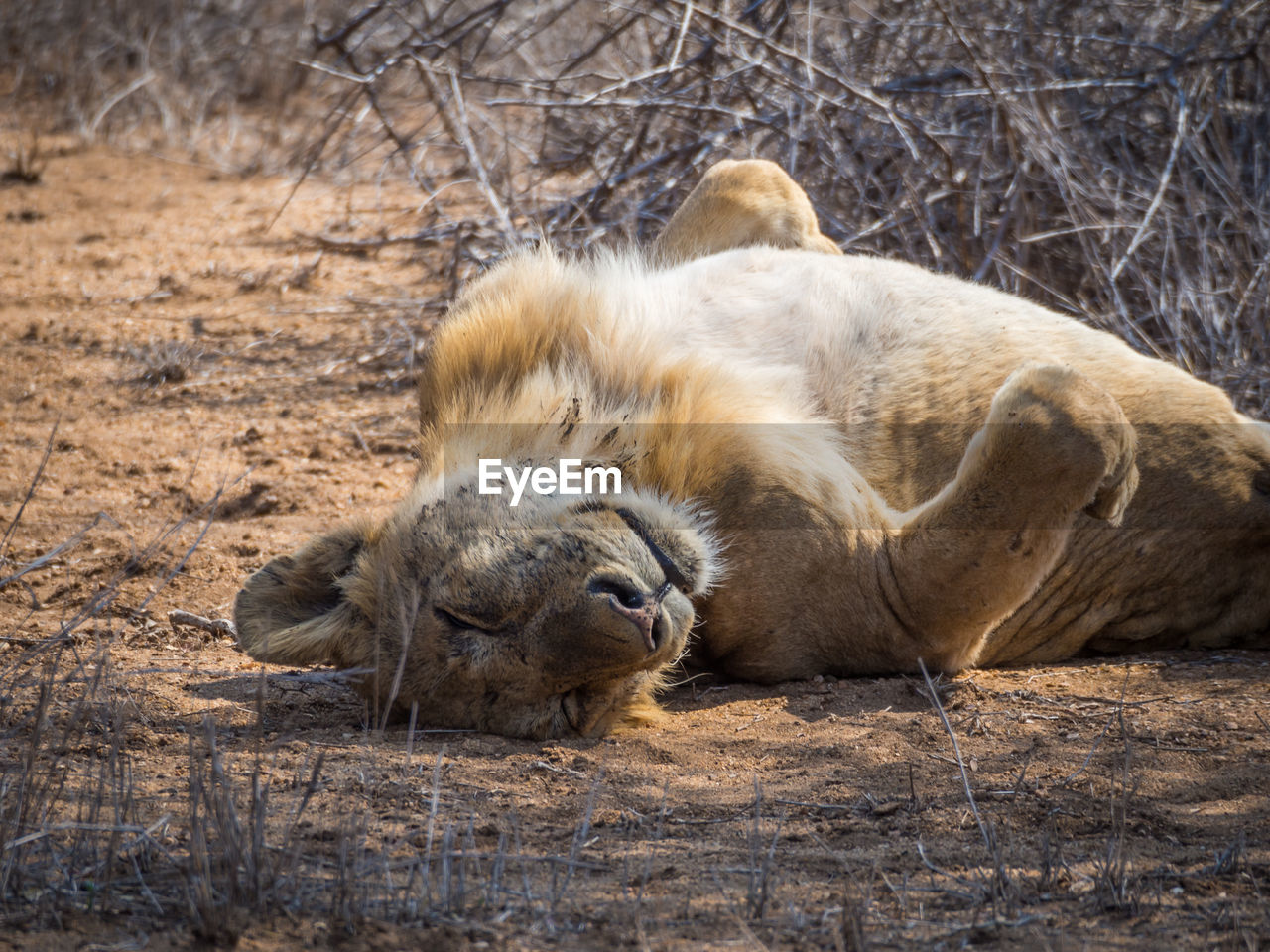 Lion lying on ground sleeping, kruger national park, south africa