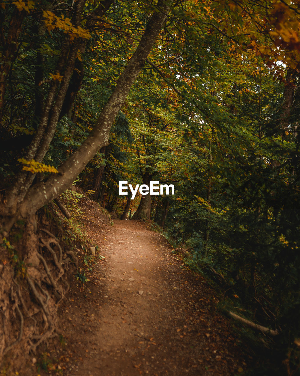 Road amidst trees in forest during autumn