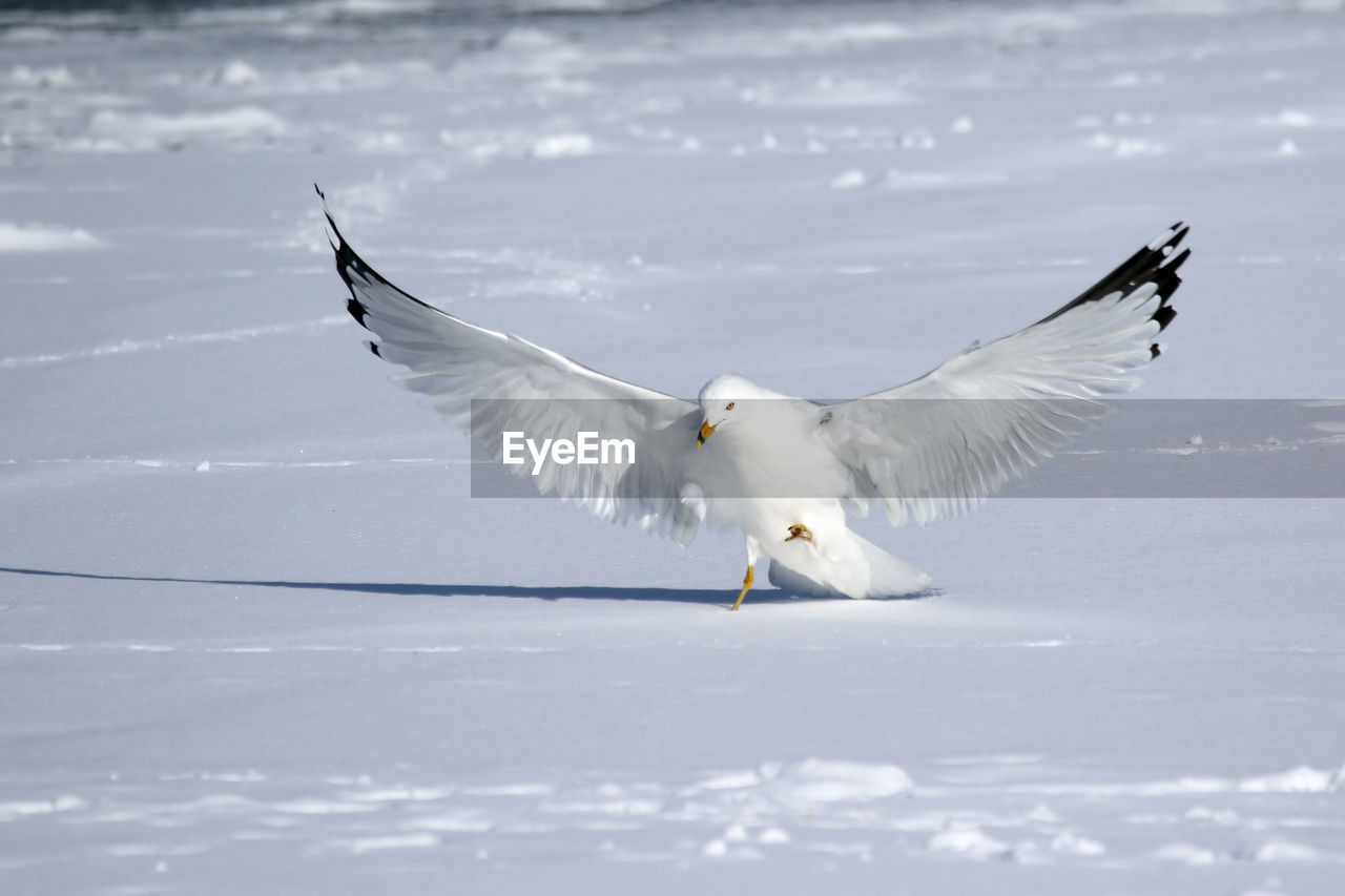 Full length of seagull on snow covered field