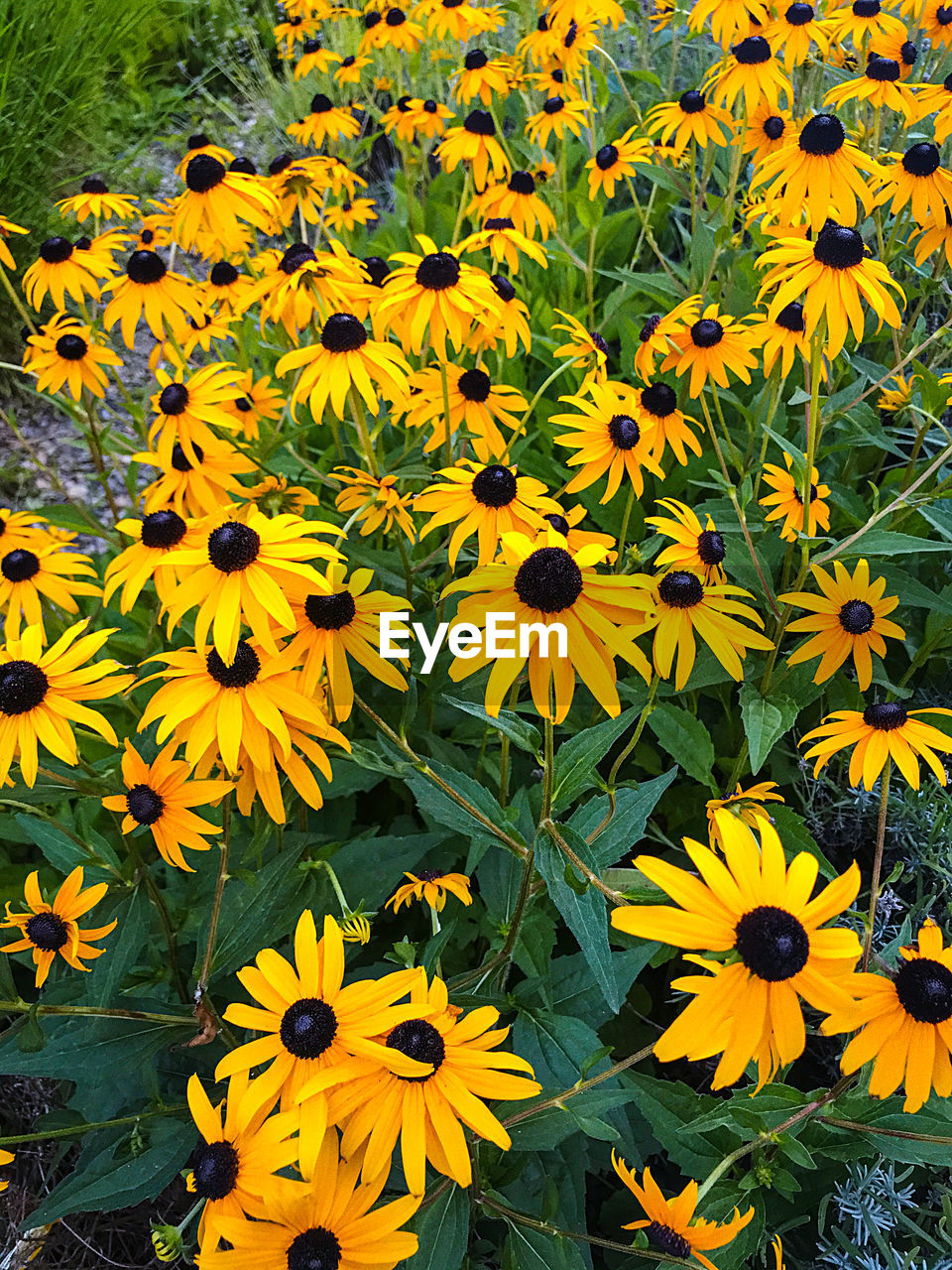 CLOSE-UP OF YELLOW FLOWERING PLANT IN FIELD