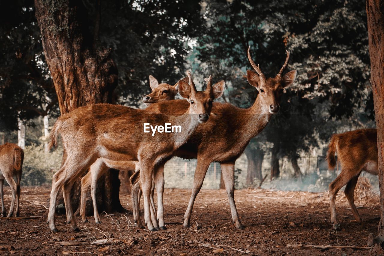 HORSES STANDING IN A FOREST