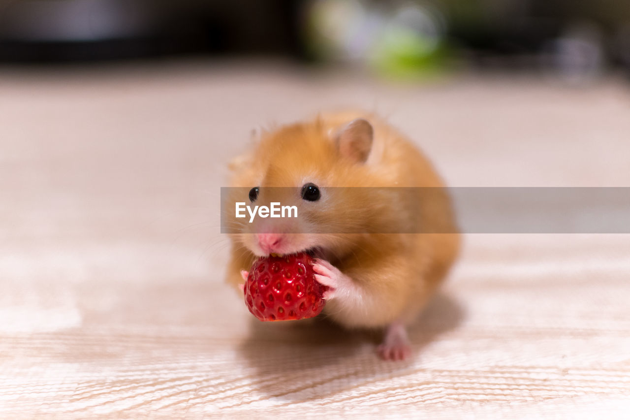 CLOSE-UP OF BABY EATING FRUIT