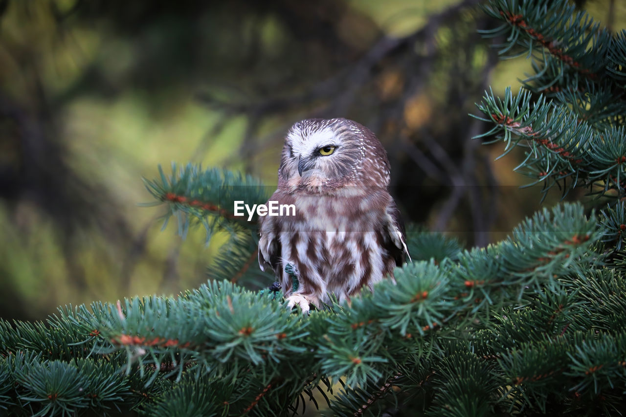A norther saw whet owl in a spruce tree
