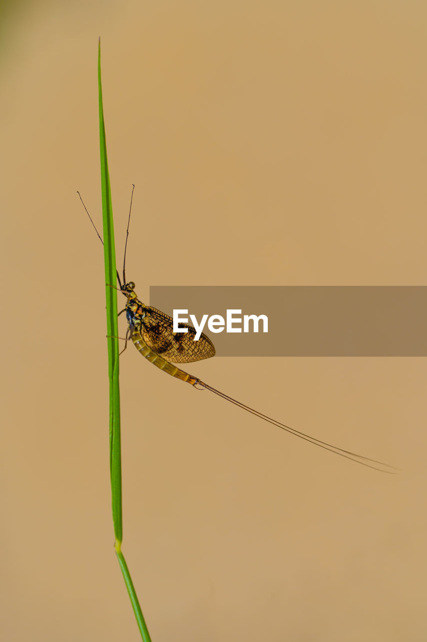 CLOSE-UP OF GRASSHOPPER