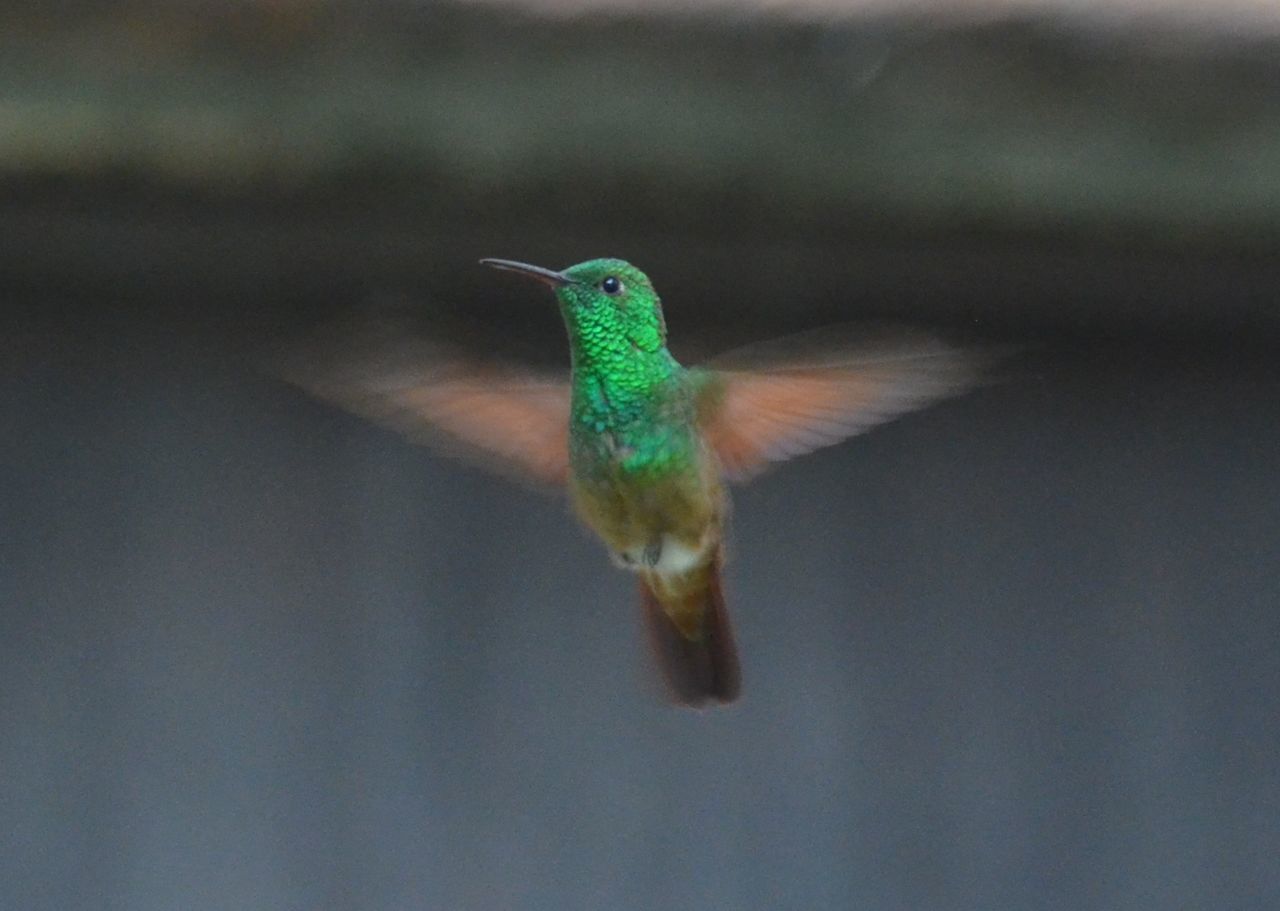 CLOSE-UP OF BIRD FLYING IN SKY