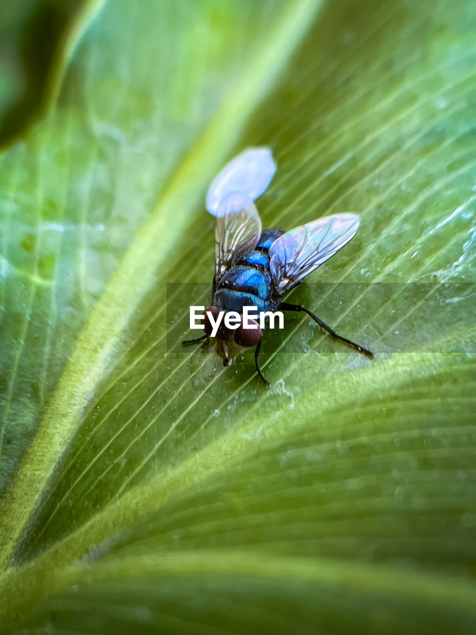 CLOSE-UP OF INSECT ON LEAF