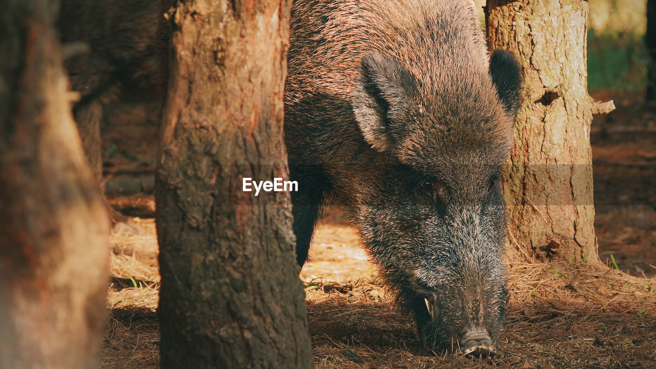 close-up of pig on field
