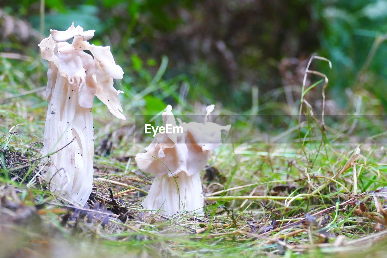 plant, nature, woodland, mushroom, no people, land, white, fungus, grass, flower, vegetable, selective focus, growth, field, tree, food, forest, day, close-up, outdoors, beauty in nature