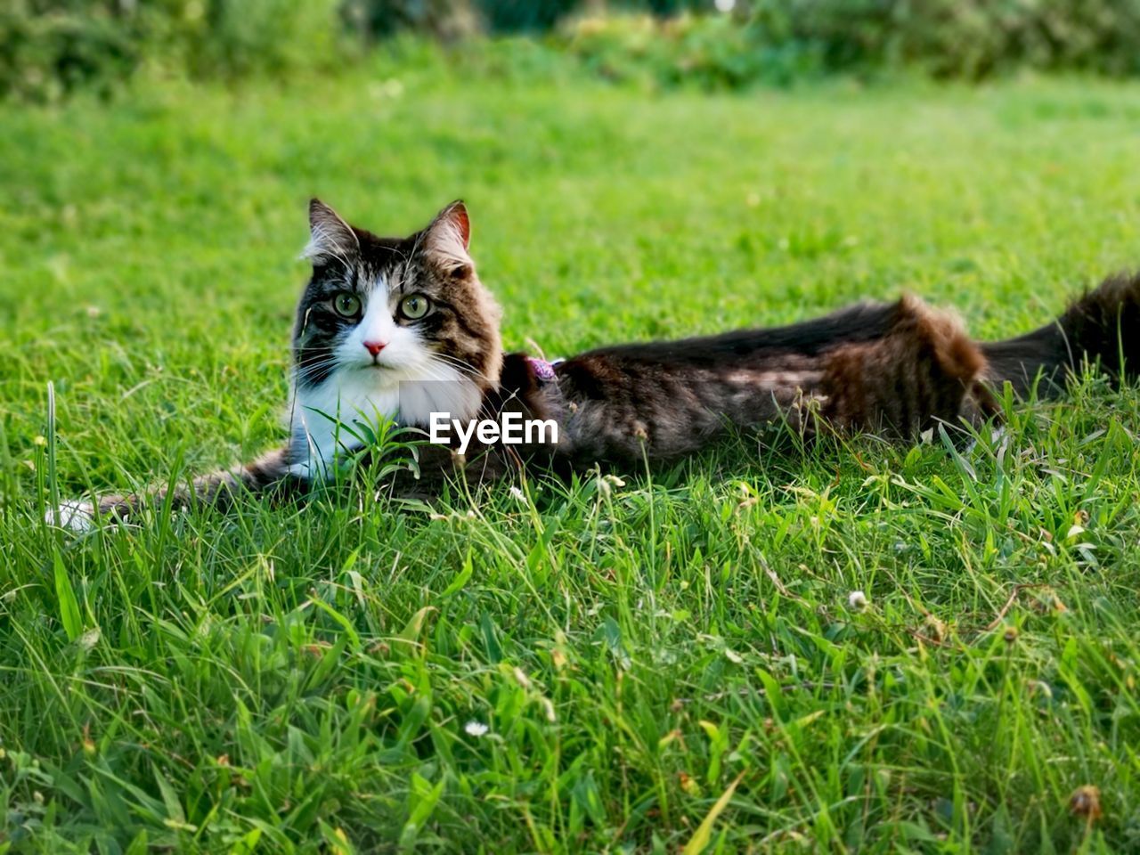 CAT RELAXING ON GRASS