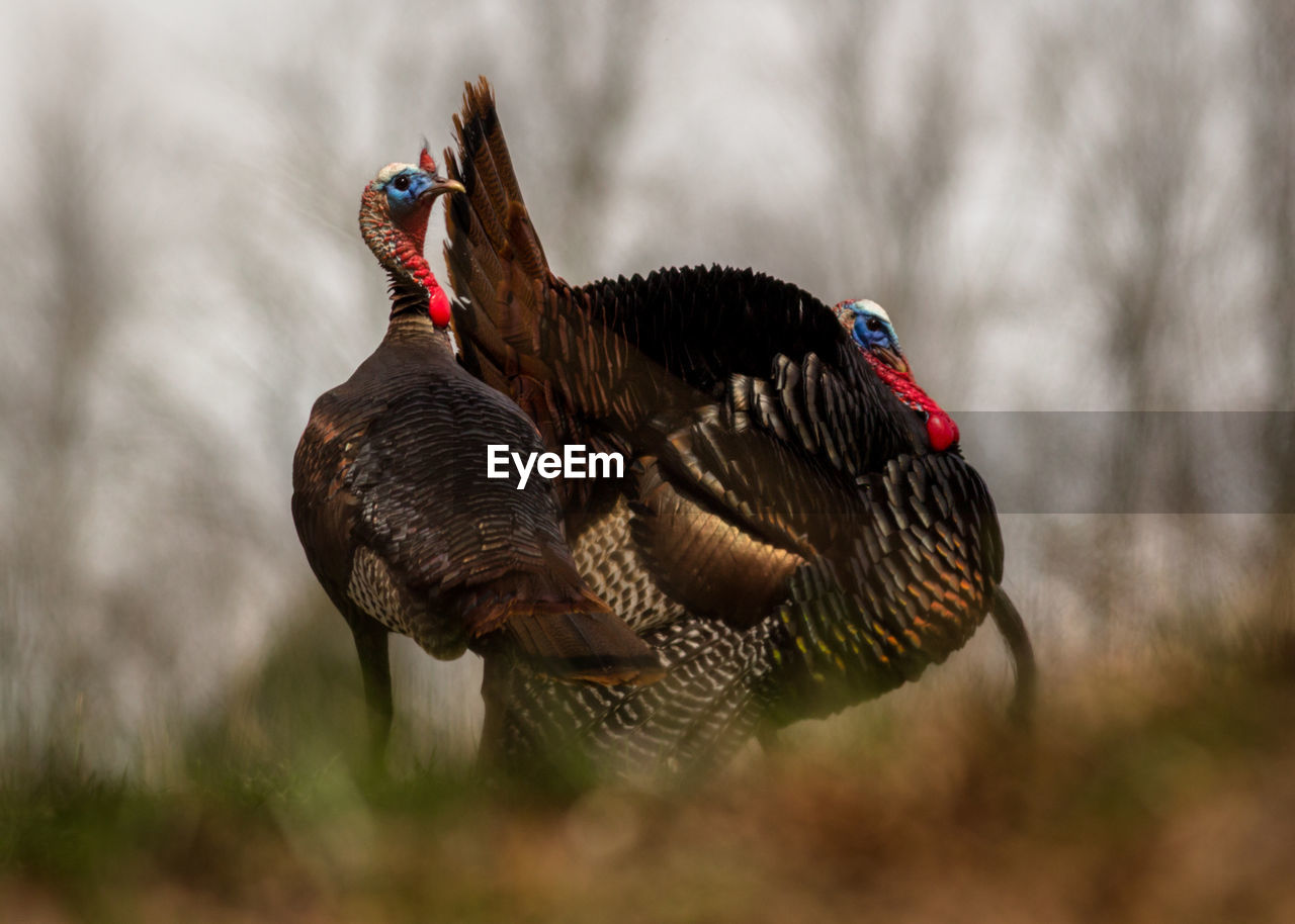 Close-up of two wild turkey birds displaying or showing-off