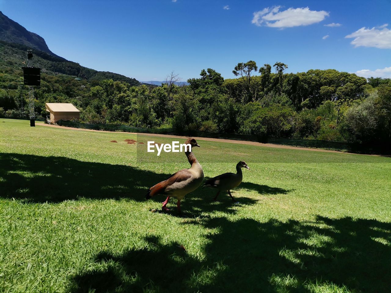 grass, plant, nature, sky, lawn, sunlight, meadow, green, tree, shadow, leisure activity, rural area, adult, full length, hill, day, sunny, one person, landscape, land, relaxation, lifestyles, beauty in nature, animal, animal themes, environment, outdoors, field, activity, men, sitting, tranquility, pasture, mammal, summer, plain, domestic animals, lying down, sports