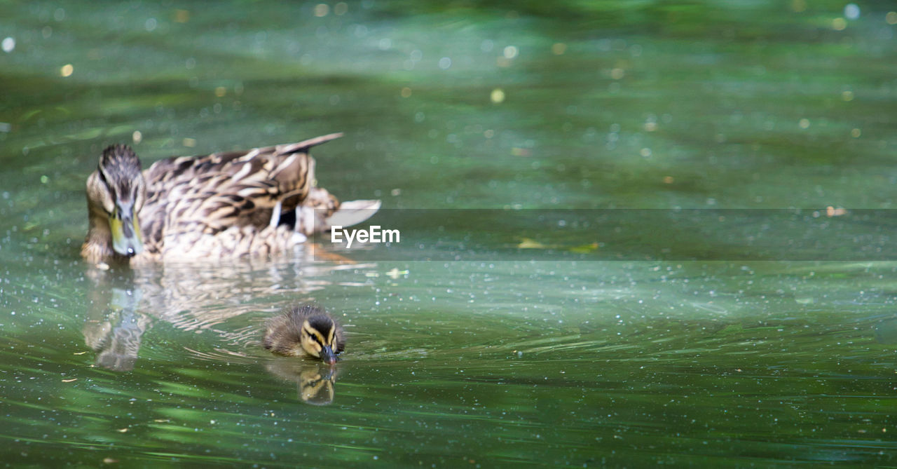 DUCK SWIMMING IN LAKE
