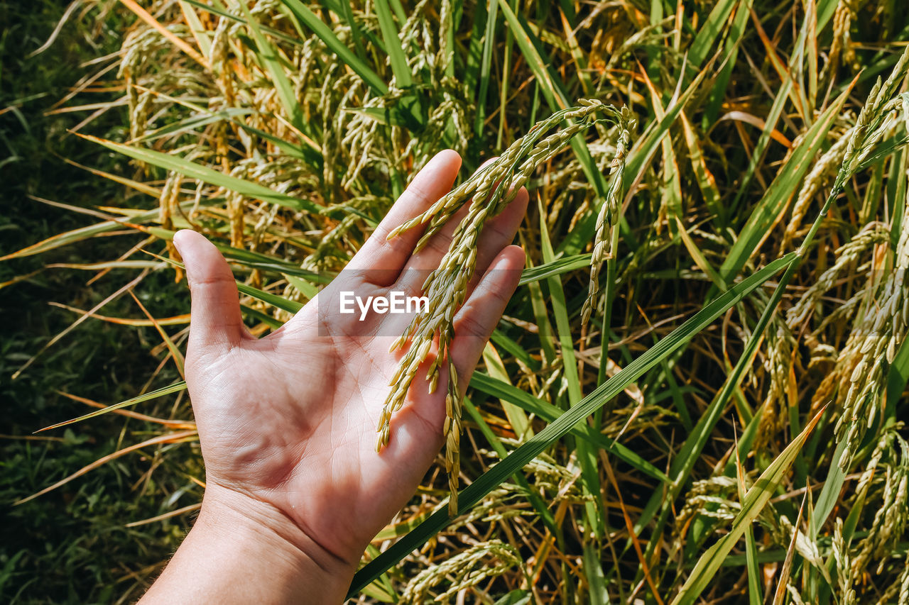 grass, hand, green, plant, soil, one person, lawn, leaf, nature, field, personal perspective, land, growth, crop, day, high angle view, flower, finger, lifestyles, outdoors, touching, leisure activity, adult, close-up, sunlight