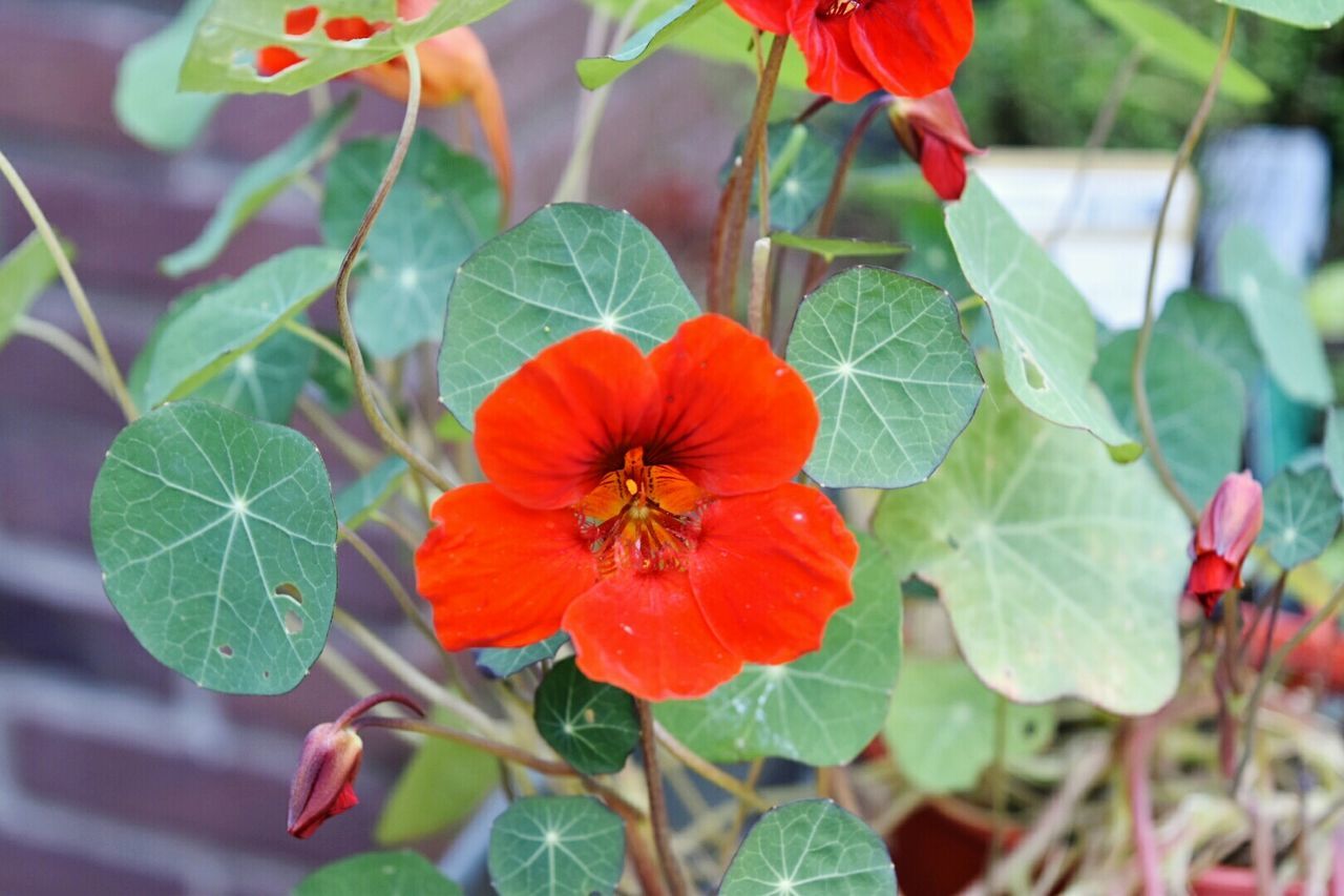 Close-up of red flowers