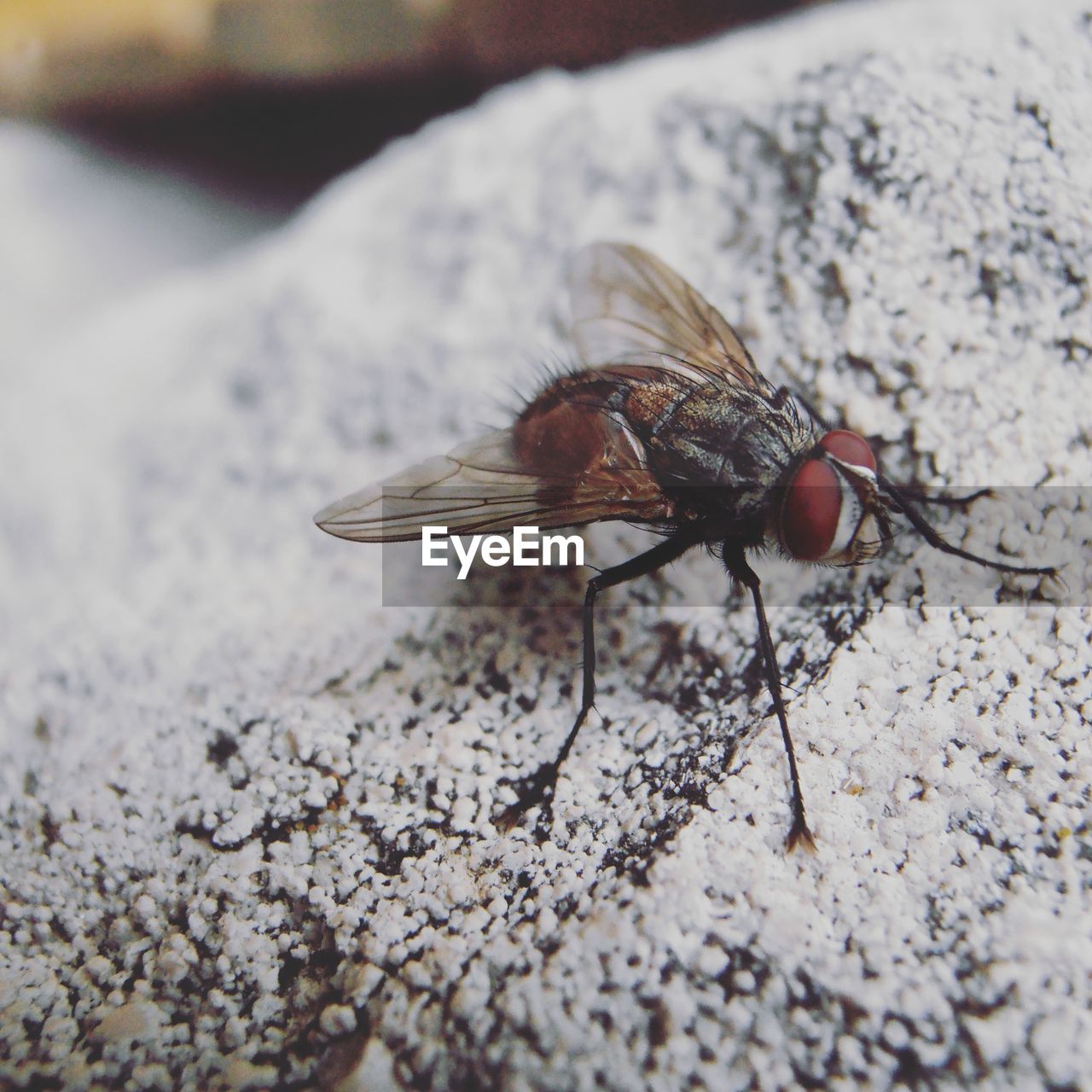 Close-up of housefly