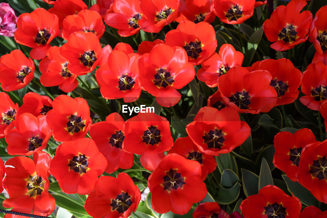 Full frame shot of red flowers