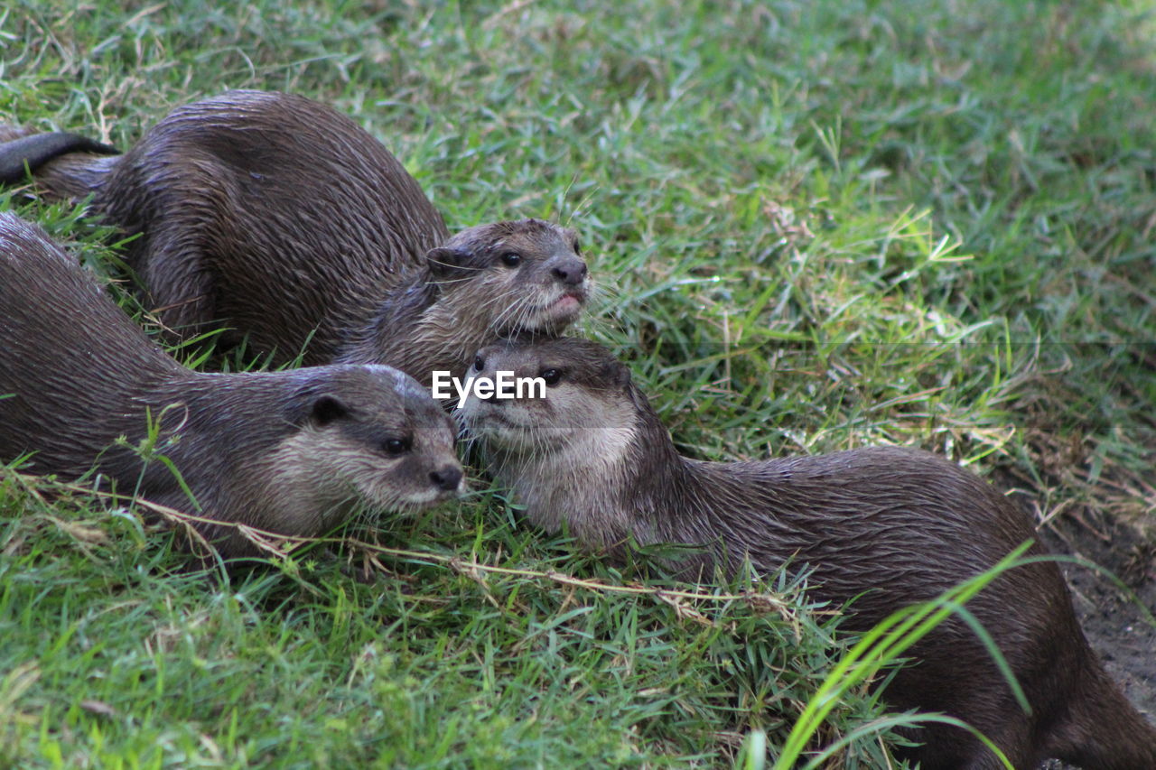Otter playing  in a field