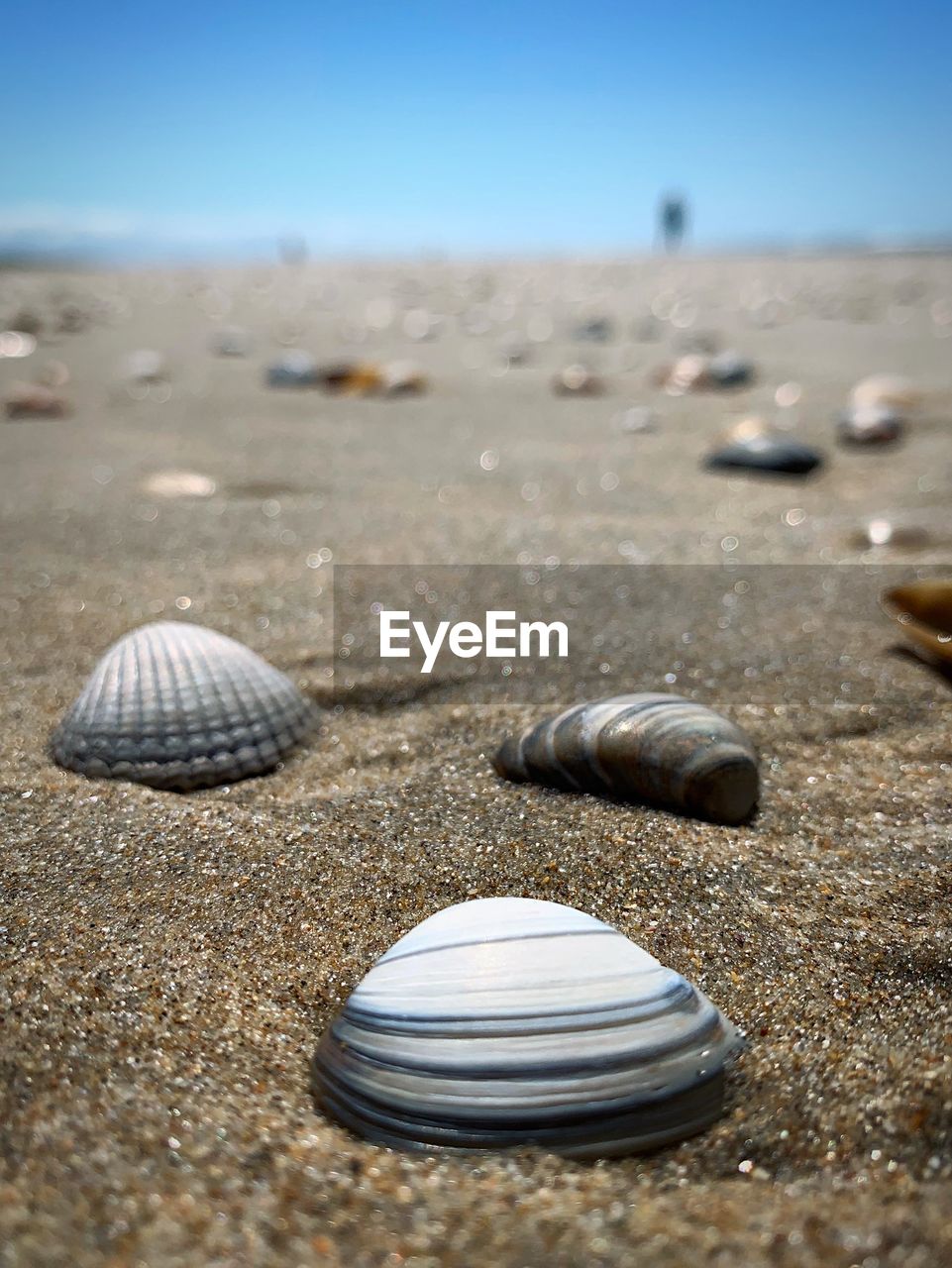 Close-up of shells on sand