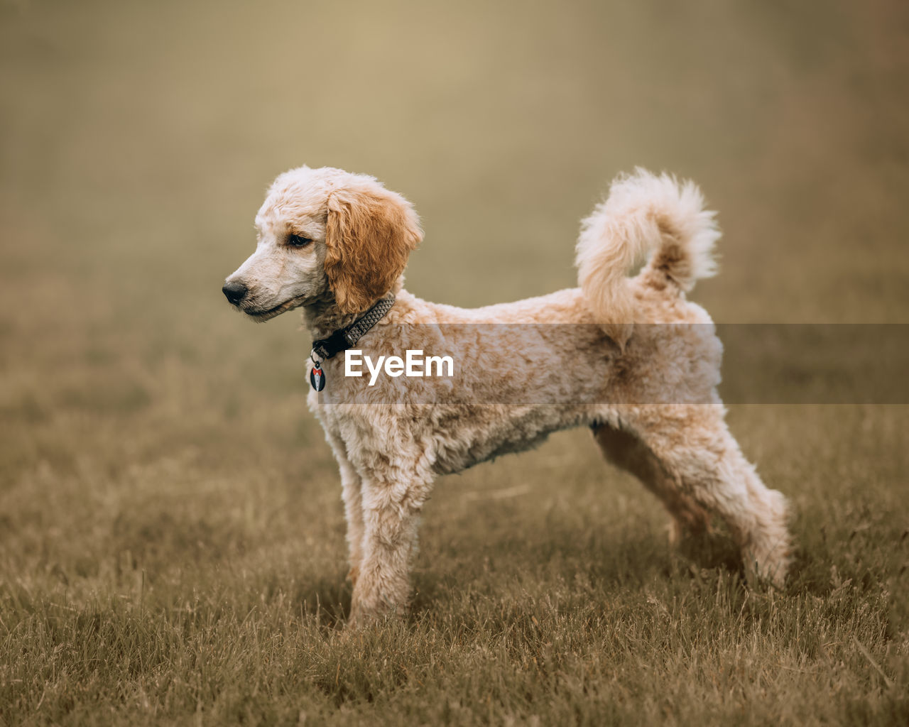 Close-up of dog running on field