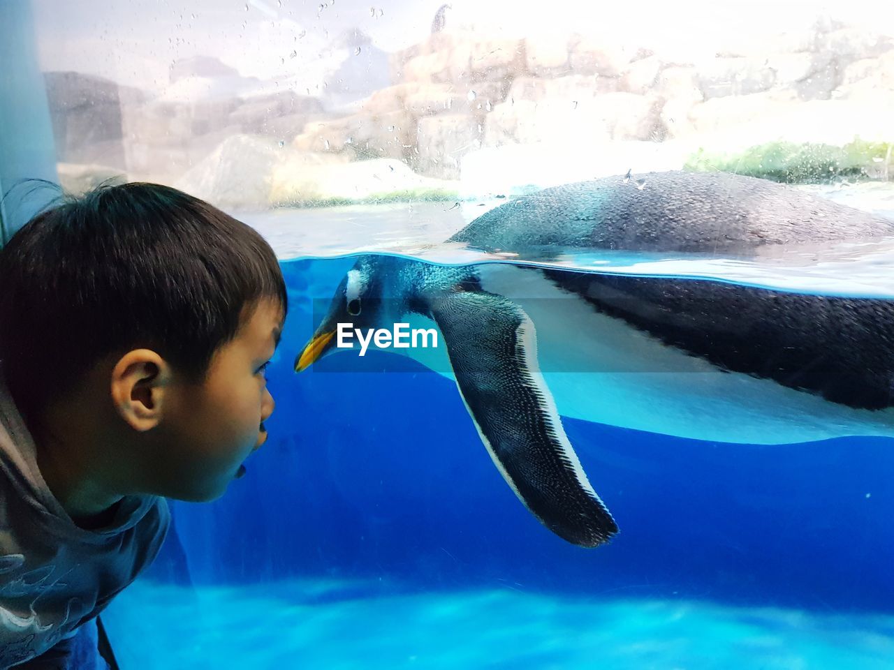 Close-up of boy looking at penguin in aquarium