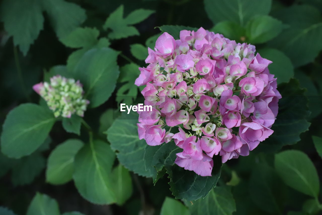 Close-up of pink flowering plant