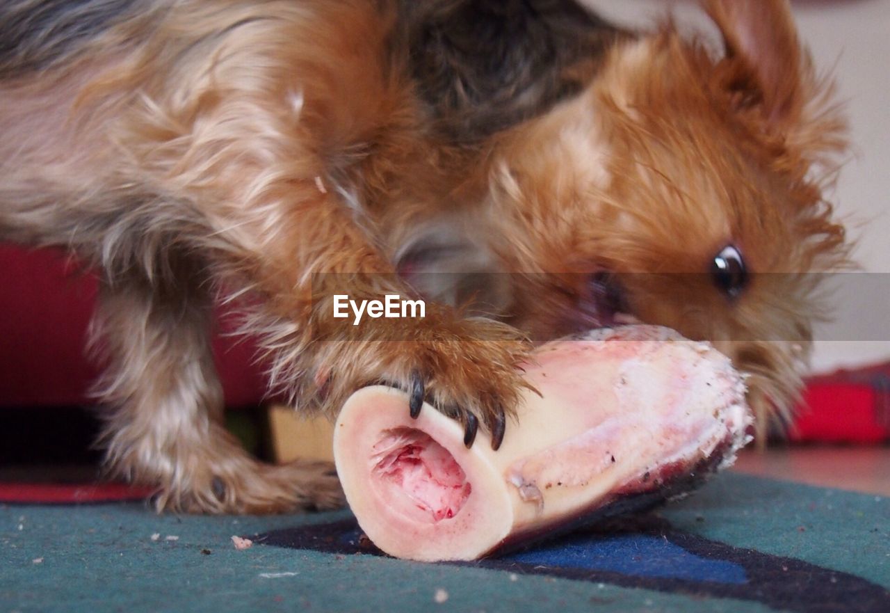 CLOSE-UP OF DOG WITH MOUTH OPEN