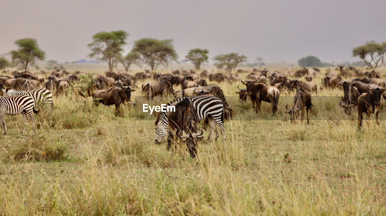 Zebra grazing on field