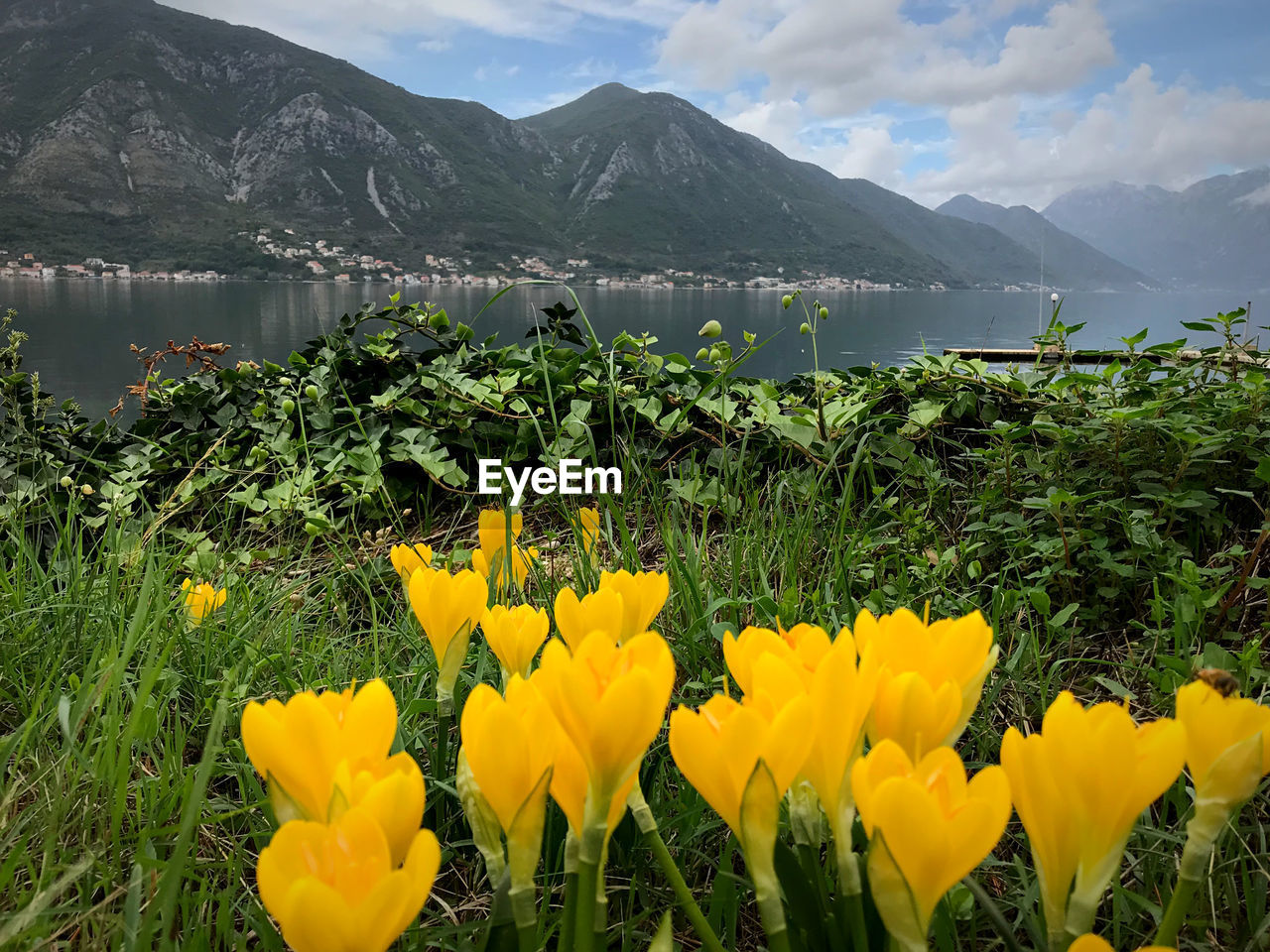 SCENIC VIEW OF YELLOW FLOWERING PLANTS AGAINST MOUNTAINS