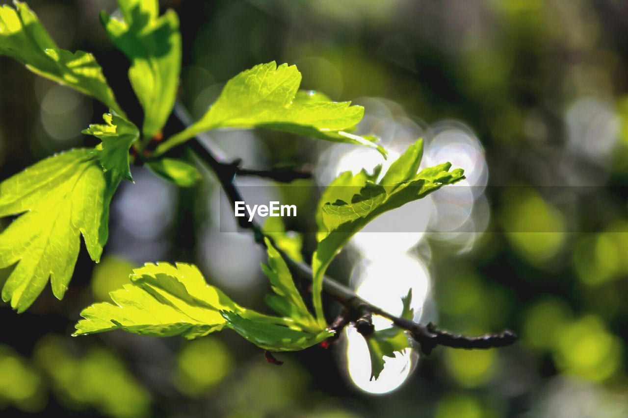 CLOSE-UP OF PLANT OUTDOORS