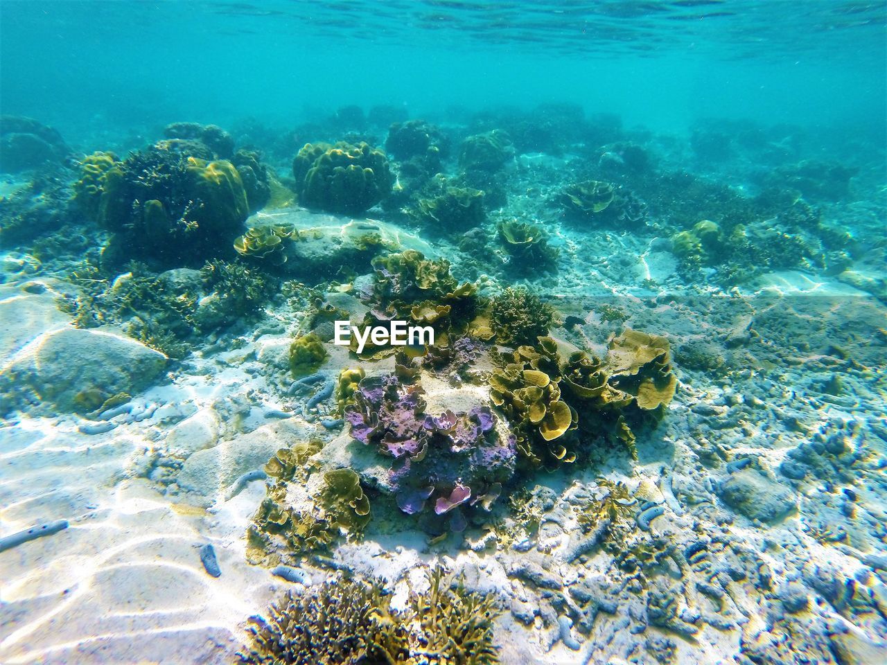 Aerial view of coral swimming in sea