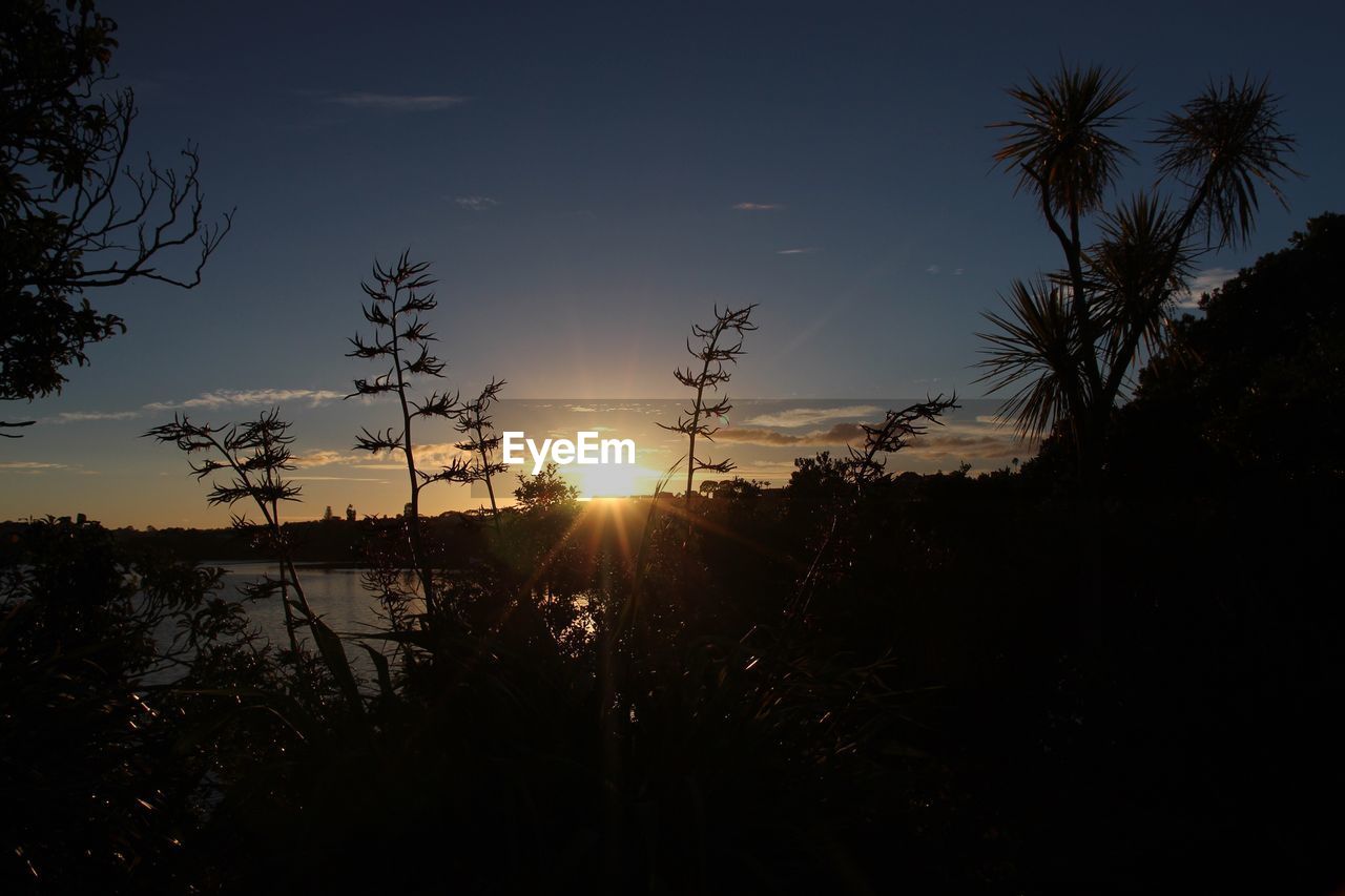 TREES AT SUNSET