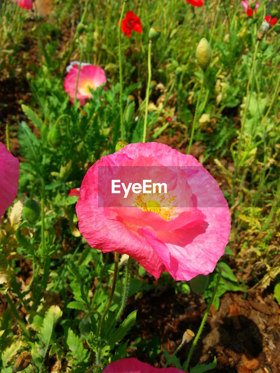 CLOSE-UP OF PINK FLOWER BLOOMING IN PARK