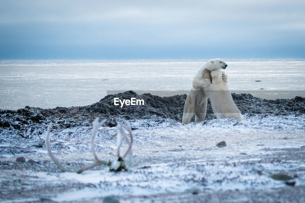 Two polar bears wrestle on rocky shore