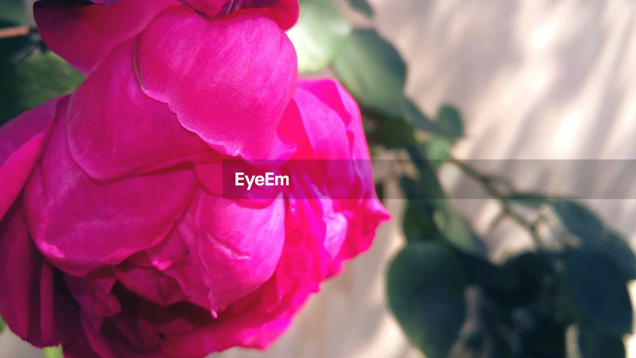 CLOSE-UP OF PINK FLOWER