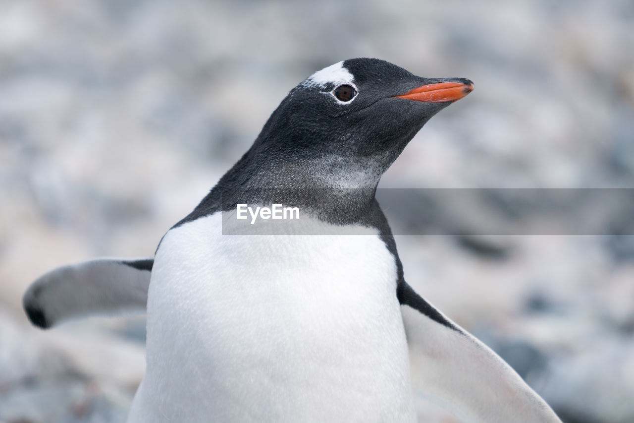 Close-up of penguin at beach