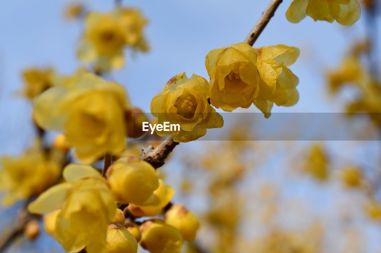 Low angle view of yellow flowering plant