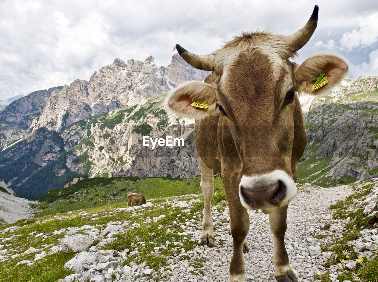 Close-up of cow standing on mountain against sky